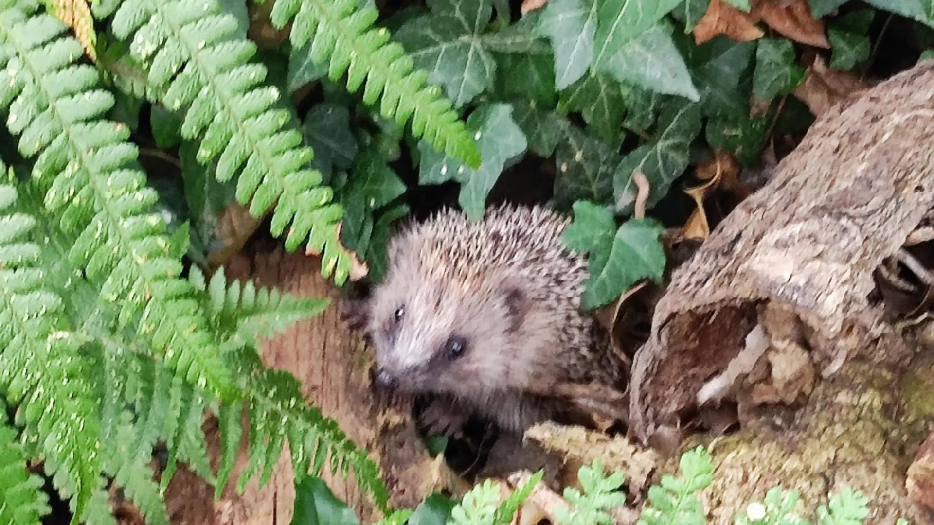Igel im Wald