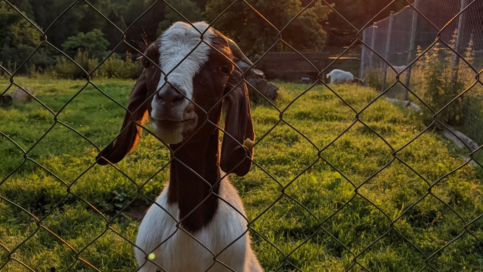 Eine Ziege steht auf den Hinterhufen an einem Zaun