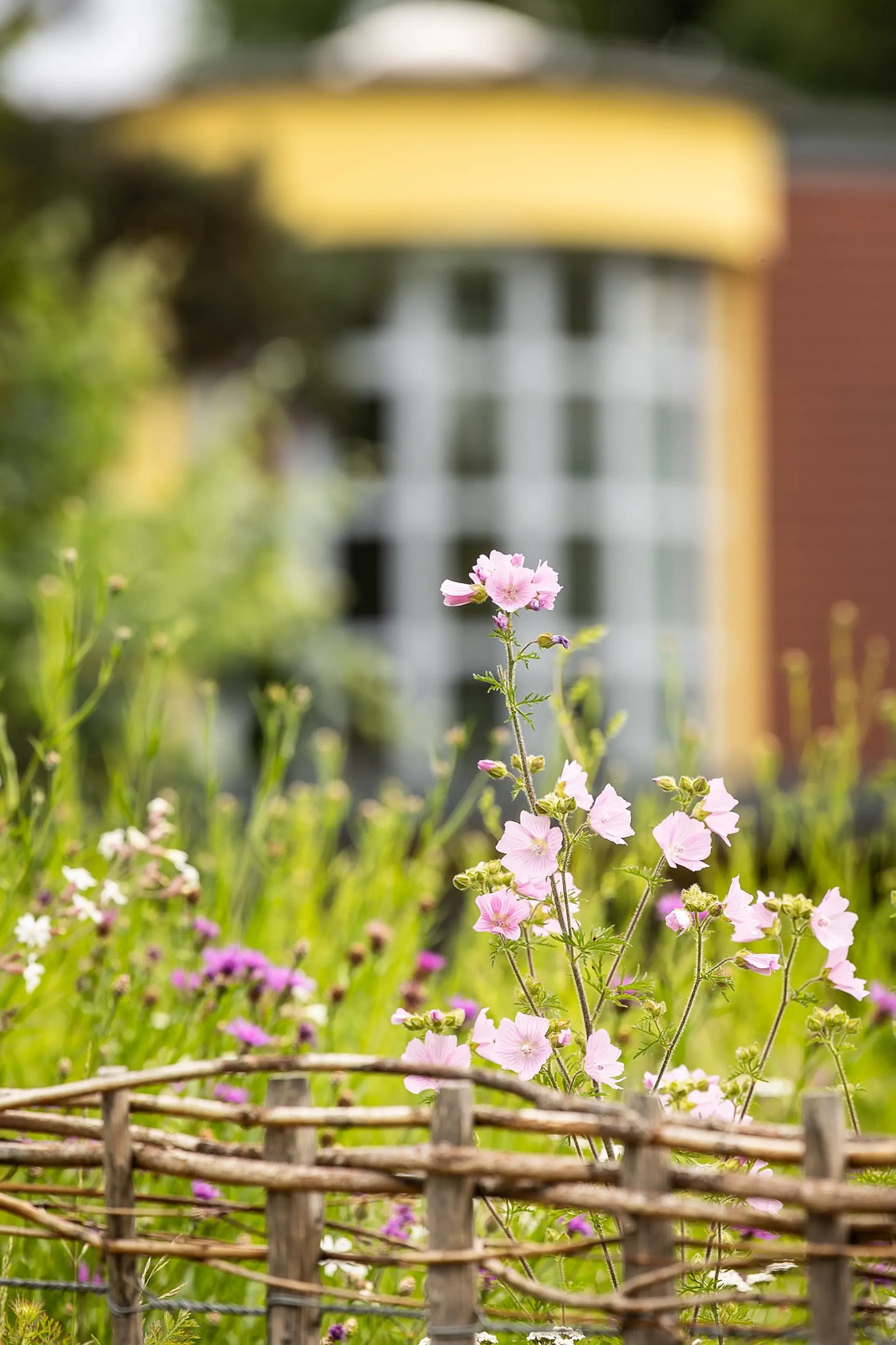 Ein Weidenzaun im Vordergrund trennt eine Wiese mit verschiedenen Wildblumen ab. Im unscharfen Hintergrund ist ein Gebäude mit der auffälligen Kuppel des Schul-Hauptgebäudes und großen Fenstern zu sehen, umgeben von frischem Laub. Die Aufnahme wirkt natürlich und sommerlich.
