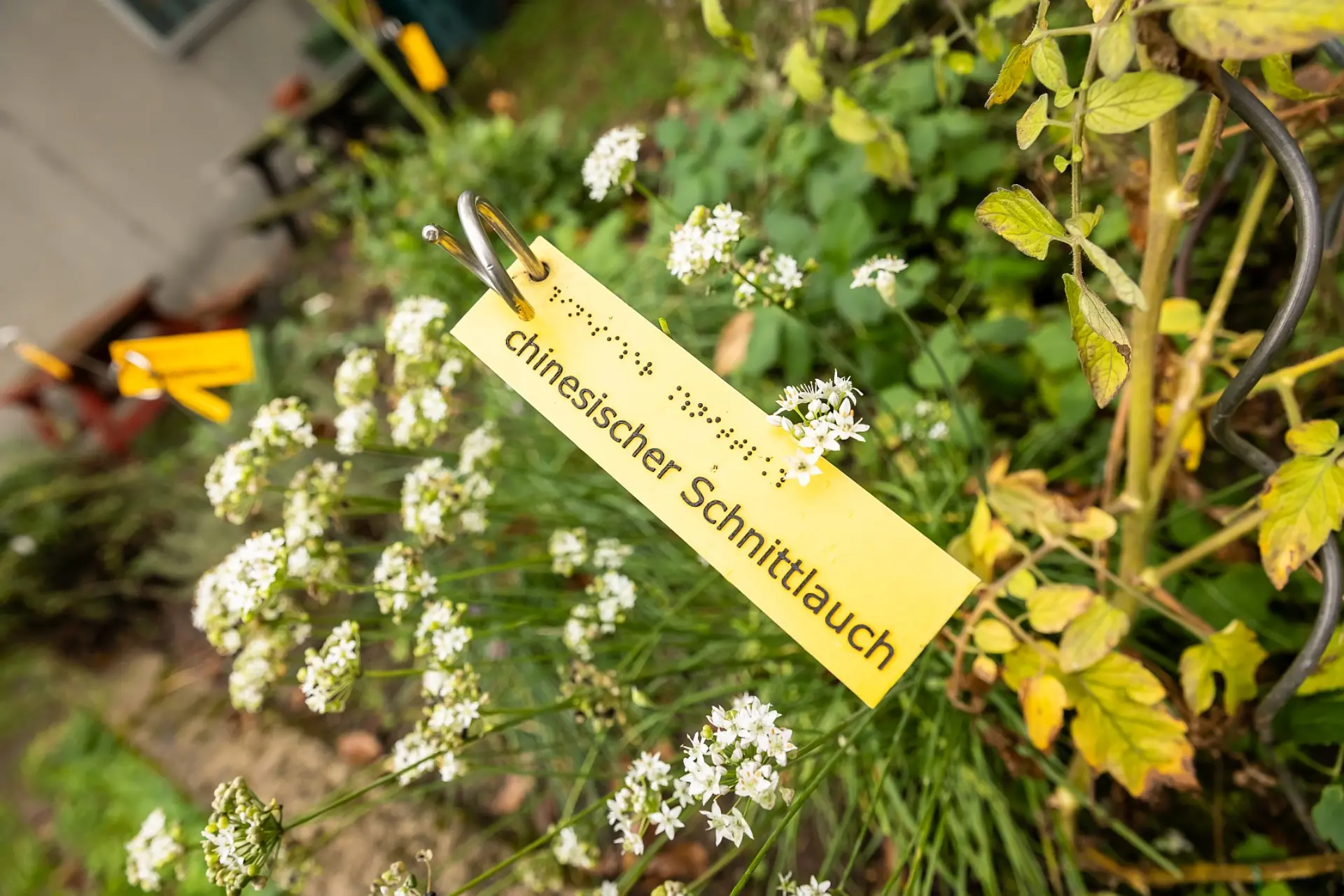 Nahaufnahme vom Schnittlauch im Kräuterbeet mit einem gelben Schild, worauf das Wort Schnittlauch in lateinischer und Blindenschrift geschrieben ist.