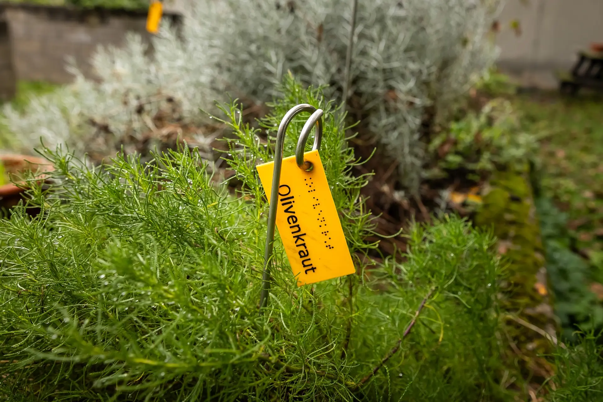 Nahaufnahme von der Olivenkraut im Kräuterbeet mit einem gelben Schild, worauf das Wort Olivenkraut in lateinischer und Blindenschrift geschrieben ist.