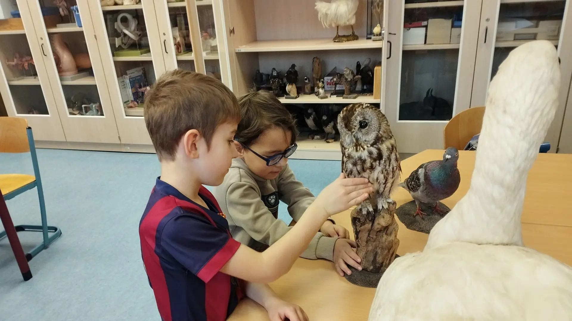 Zwei Schüler im Biologie-Raum der LVR-Louis-Braille-Schule. Sie haben drei Vogelpräparate vor sich und lernen den Waldkauz kennen.