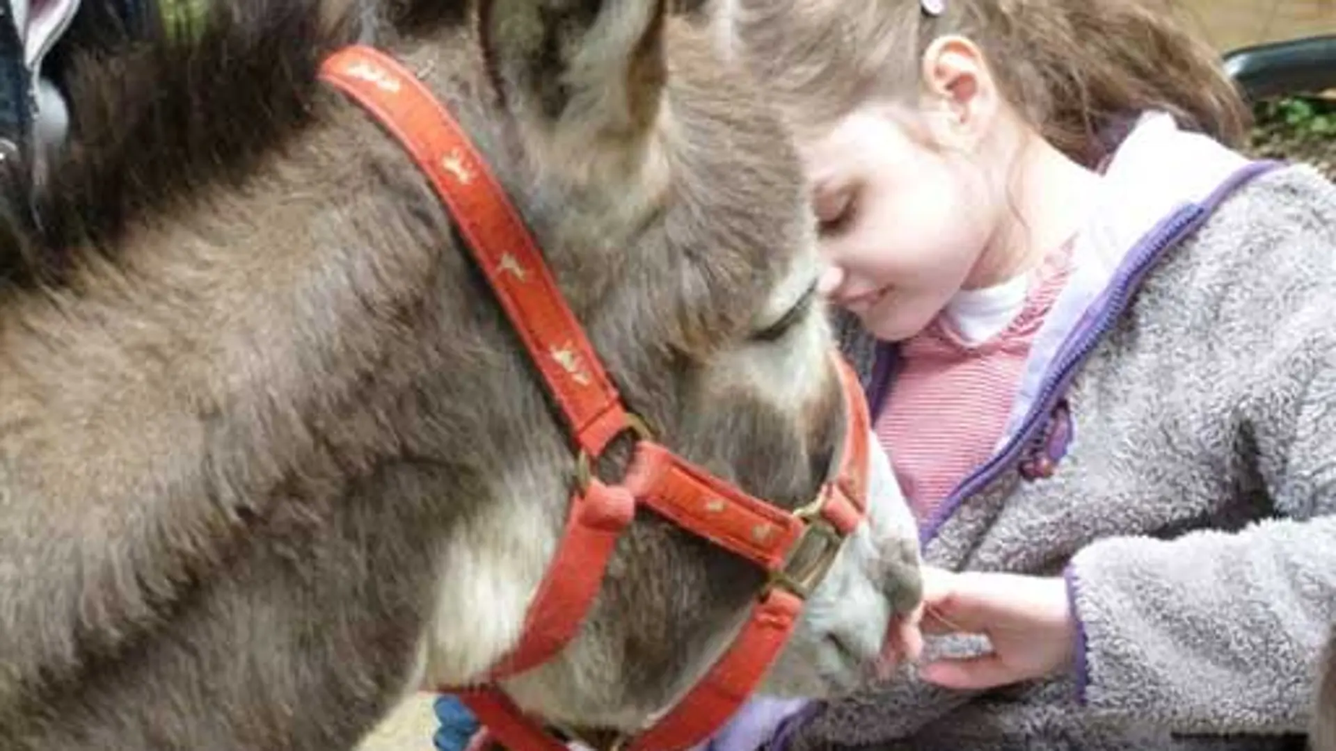 Eine Schülerin mit Sehbeeinträchtigung sitzt im Rollstuhl. Sie befindet sich ganz nah an einem Esel im Tierpark. Er schnuppert an ihrer Hand und sie lächelt.