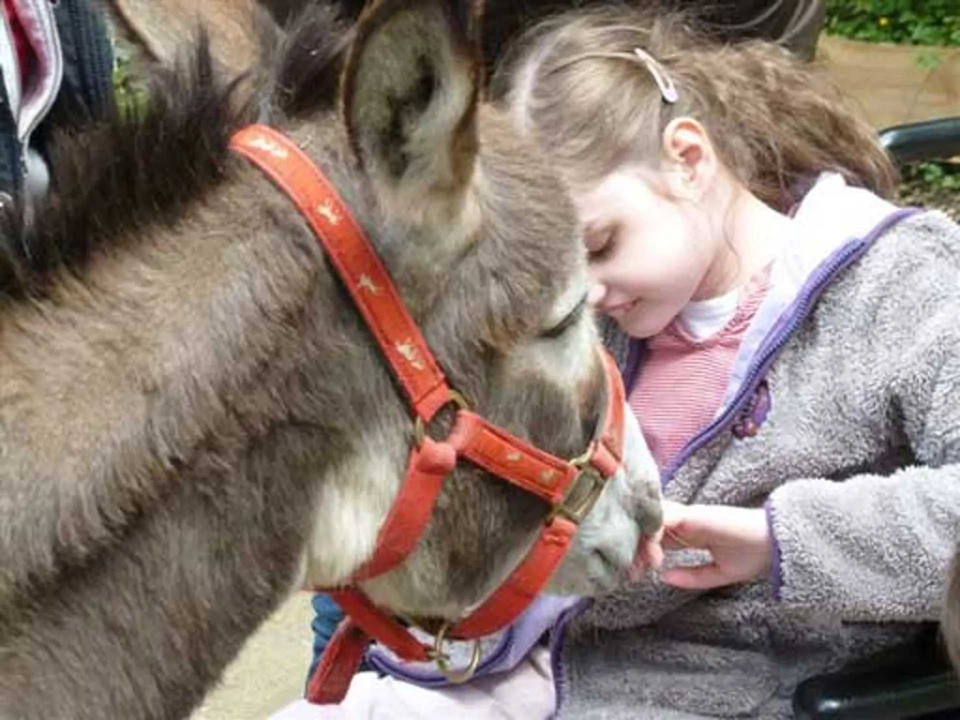 Eine Schülerin mit Sehbeeinträchtigung sitzt im Rollstuhl. Sie befindet sich ganz nah an einem Esel im Tierpark. Er schnuppert an ihrer Hand und sie lächelt.