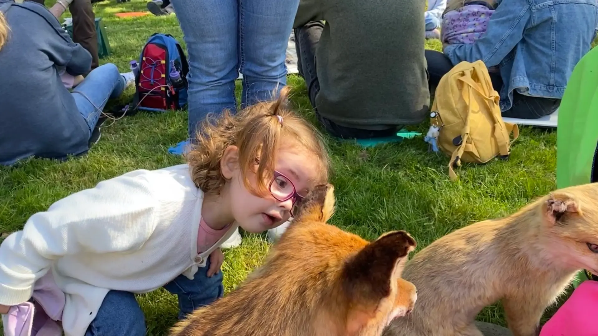Die Familien sitzen im Hintergrund im Kreis auf der Wiese. Ein kleines Mädchen mit Brille schaut sich im Vordergrund einen Fuchs (Tierpräparat) ganz aus der Nähe an.