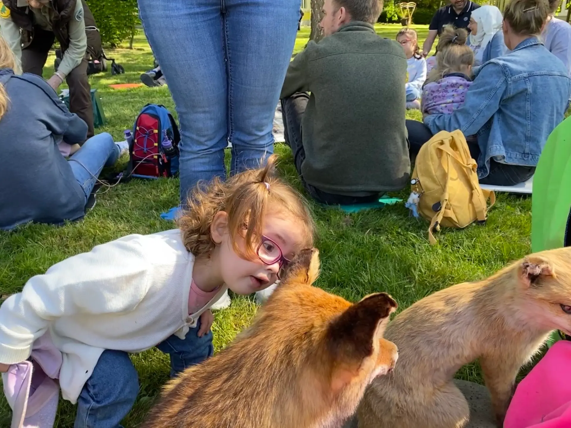 Die Familien sitzen im Hintergrund im Kreis auf der Wiese. Ein kleines Mädchen mit Brille schaut sich im Vordergrund einen Fuchs (Tierpräparat) ganz aus der Nähe an.