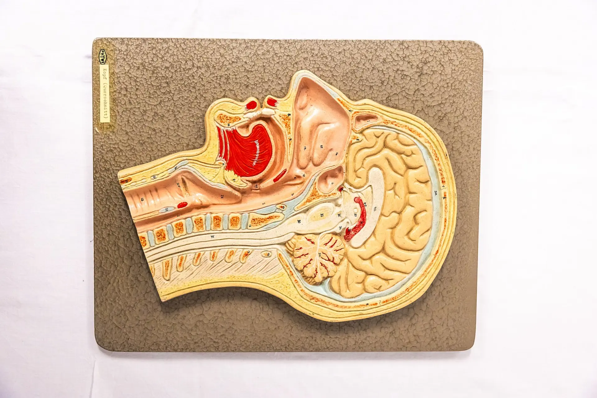 Ein dreidimensionales anatomisches Modell des menschlichen Kopfes im Medianschnitt liegt auf einer Unterlage. Das Modell zeigt die inneren Strukturen des Kopfes, darunter das Gehirn, die Nasenhöhle, den Mund- und Rachenraum sowie Teile der Wirbelsäule und des Halses. 