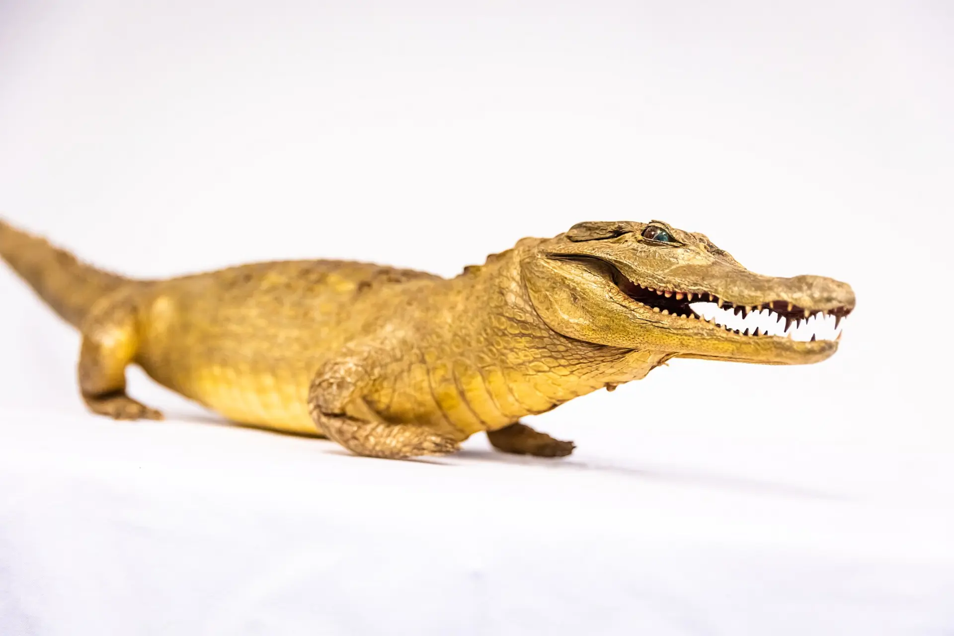 Ein präpariertes Kaiman- oder Alligatormodell mit gelblich-brauner Schuppenhaut liegt auf einem leeren Hintergrund. Es ist von der Seite abgebildet, mit leicht geöffnetem Maul, das spitze Zähne zeigt. Das Modell ist in einer kriechenden Position dargestellt, wobei der Schwanz sich nach hinten erstreckt.