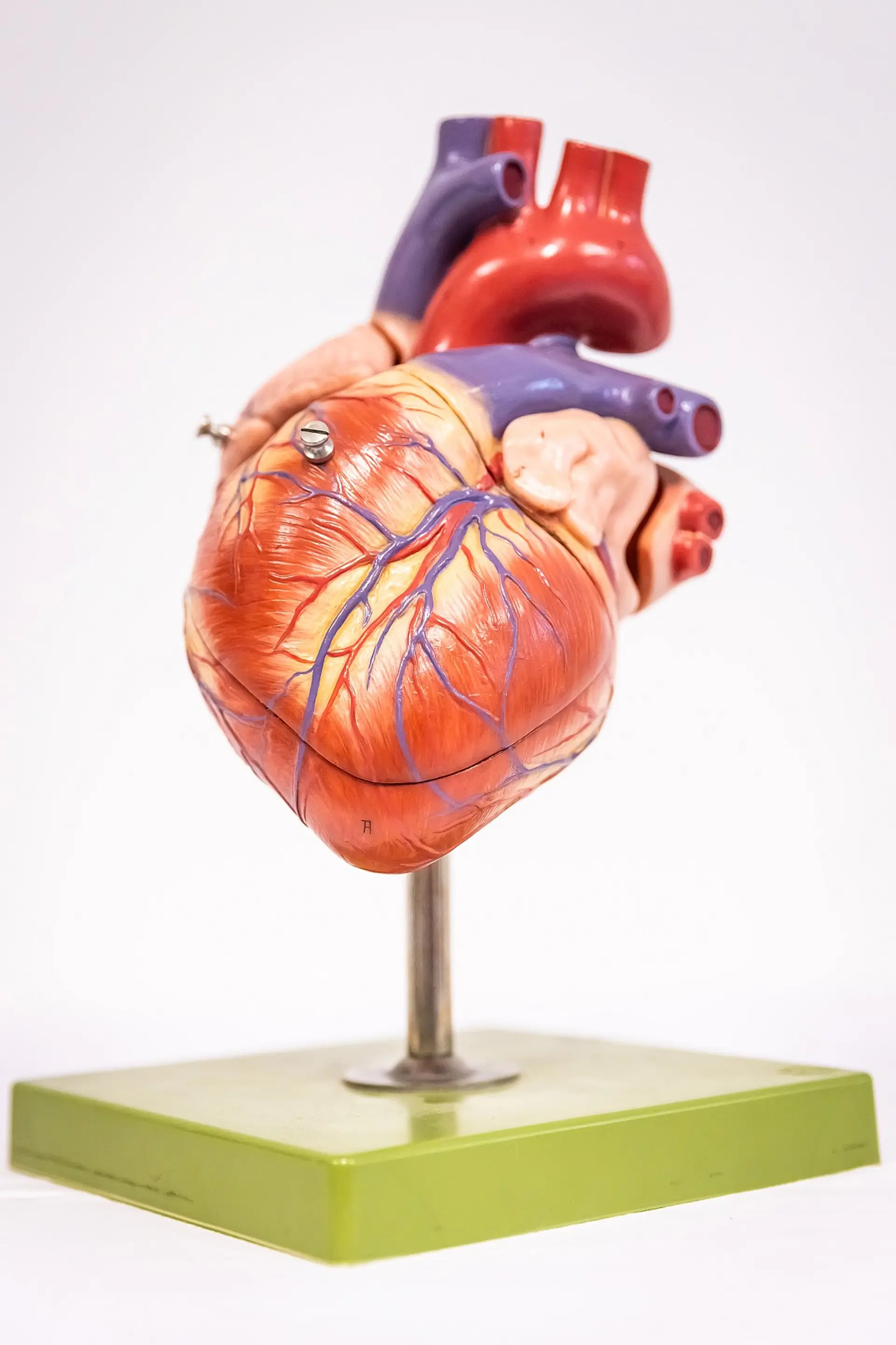Ein anatomisches Modell eines menschlichen Herzens steht auf einem metallenen Ständer. Das Herzmodell ist detailreich ausgeführt, mit sichtbaren Arterien und Venen auf der Oberfläche. Die großen Blutgefäße am oberen Teil des Herzens sind in Rot und Blau gefärbt, um Arterien und Venen darzustellen. Zwei kleine Schraubenköpfe sind sichtbar.