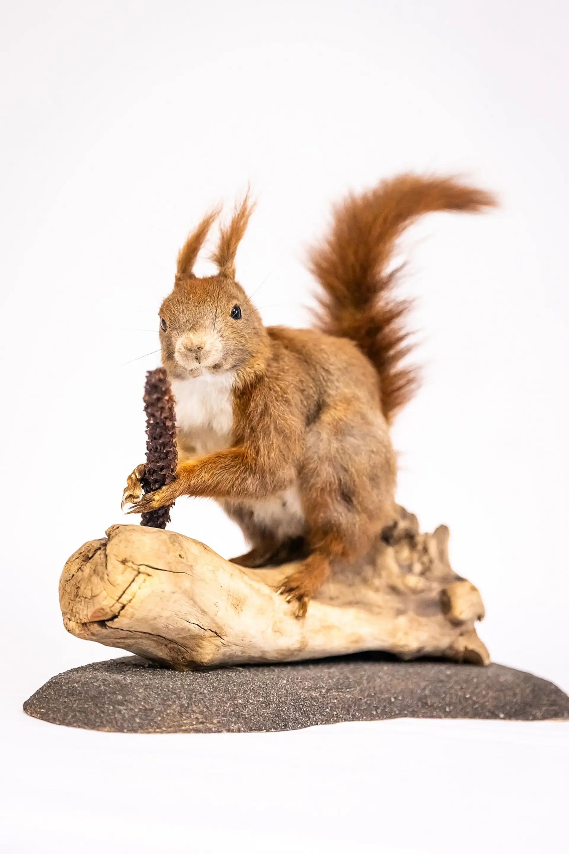  Ein präpariertes rotes Eichhörnchen sitzt auf einem Baumstamm, der auf einer unregelmäßig geformten Basis liegt. Das Eichhörnchen hat einen buschigen Schwanz, spitze Ohren mit Haarbüscheln und hält mit seinen Vorderpfoten einen Tannenzapfen. Es blickt direkt nach vorne.