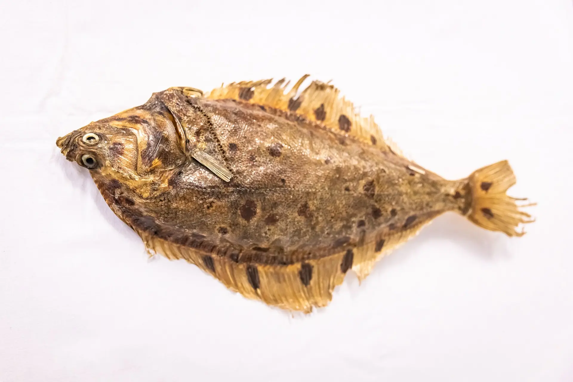 Ein präparierter, getrockneter Plattfisch, wahrscheinlich eine Scholle, liegt auf einer leeren Oberfläche. Der Fisch ist von oben betrachtet, seine abgeflachte Form und die typische bräunliche Färbung mit Flecken sind deutlich zu sehen. Seine Augen befinden sich auf einer Seite des Kopfes, und die Ränder der Flossen sind leicht ausgefranst.