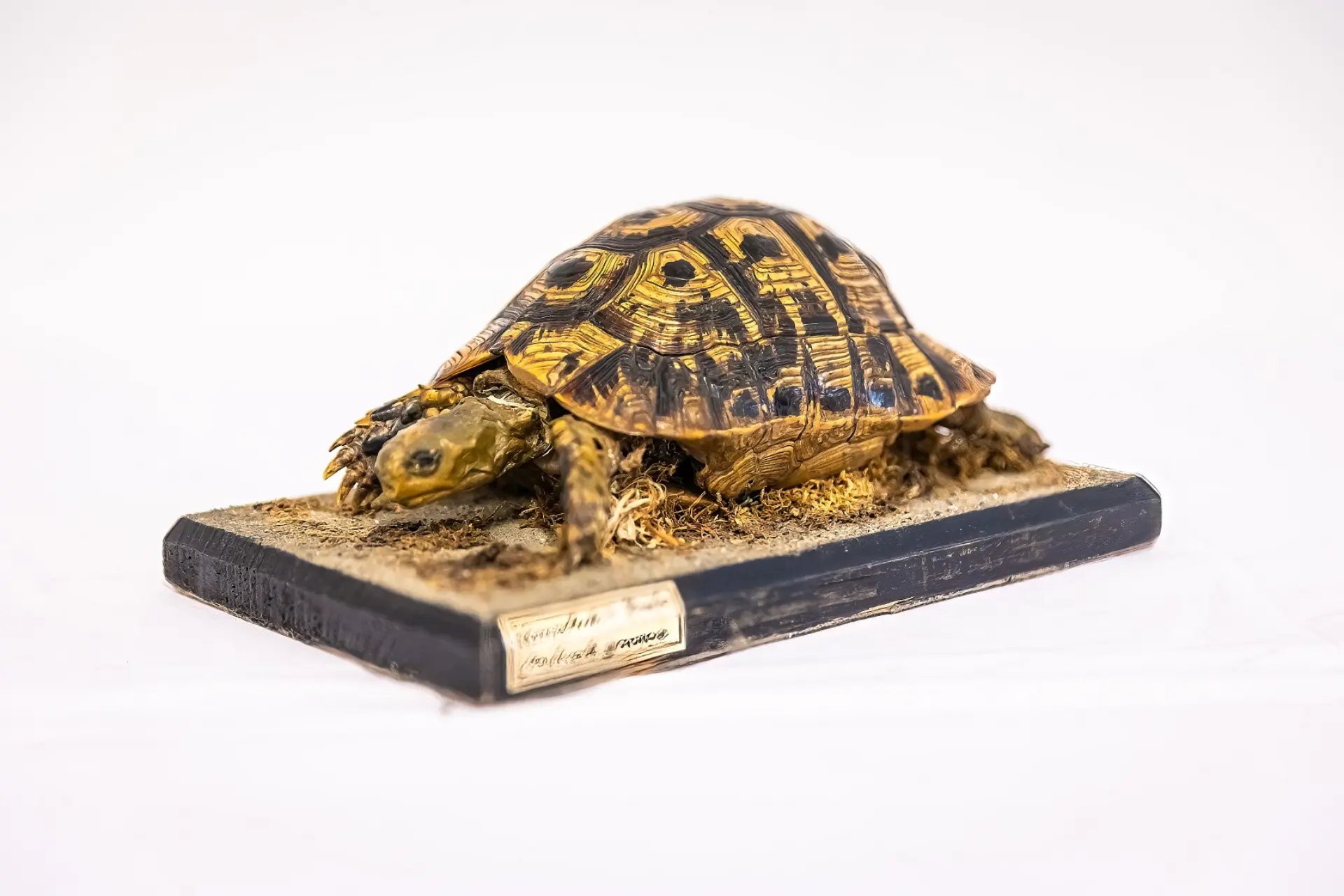 Ein detailliertes Modell einer Schildkröte mit einem braun-gelb gemusterten Panzer, das auf einem dunklen, rechteckigen Sockel steht. Der Sockel ist mit sandfarbenem Material und einigen Grashalmen bedeckt, die eine natürliche Umgebung simulieren. Die Oberfläche der Schildkröte und des Untergrunds weisen feine Texturen auf.