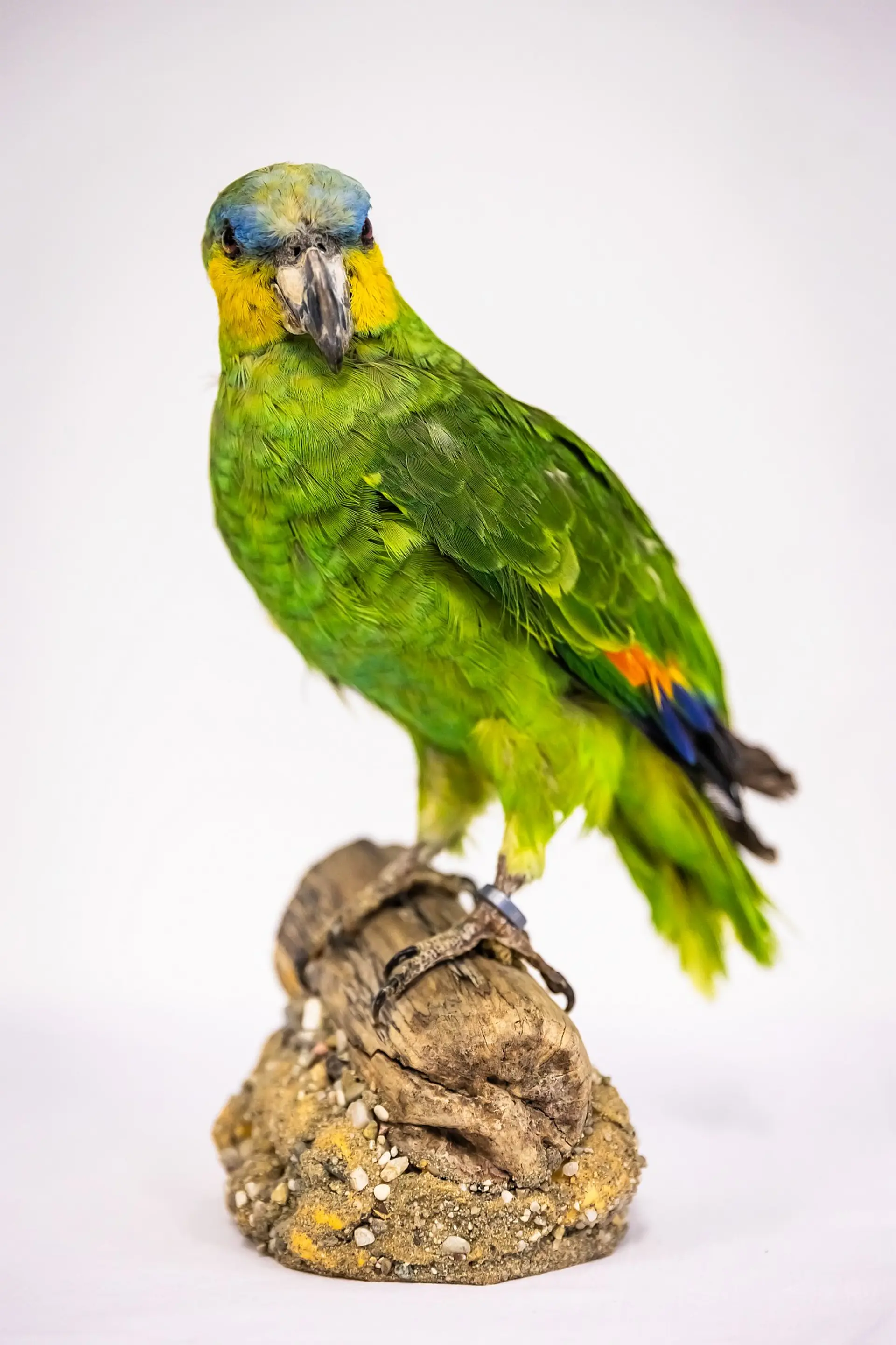 Ein farbenprächtiger, präparierter Papagei, der auf einem Sockel aus Holz und Kies sitzt. Der Vogel hat überwiegend leuchtend grüne Federn, einen gelben Kopf mit blauen Akzenten auf der Stirn und orange-blaue Federn an den Flügeln. Sein Blick ist direkt nach vorne gerichtet.