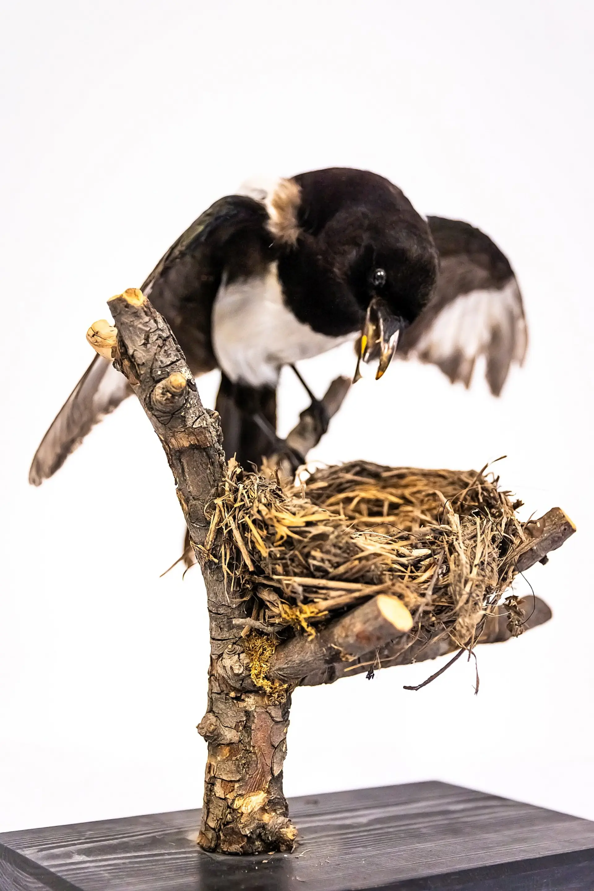 Ein detailliertes Diorama einer Elster mit einem Nest auf einem Ast, alles auf einem Holzsockel. Der Vogel ist schwarz und weiß gefiedert und hat seinen Schnabel leicht geöffnet, als würde er fressen oder einen Laut von sich geben. Das Nest ist aus Ästen, Gräsern und anderen Naturmaterialien gefertigt und befindet sich auf einem kurzen, verzweigten Ast, der aufrecht steht.