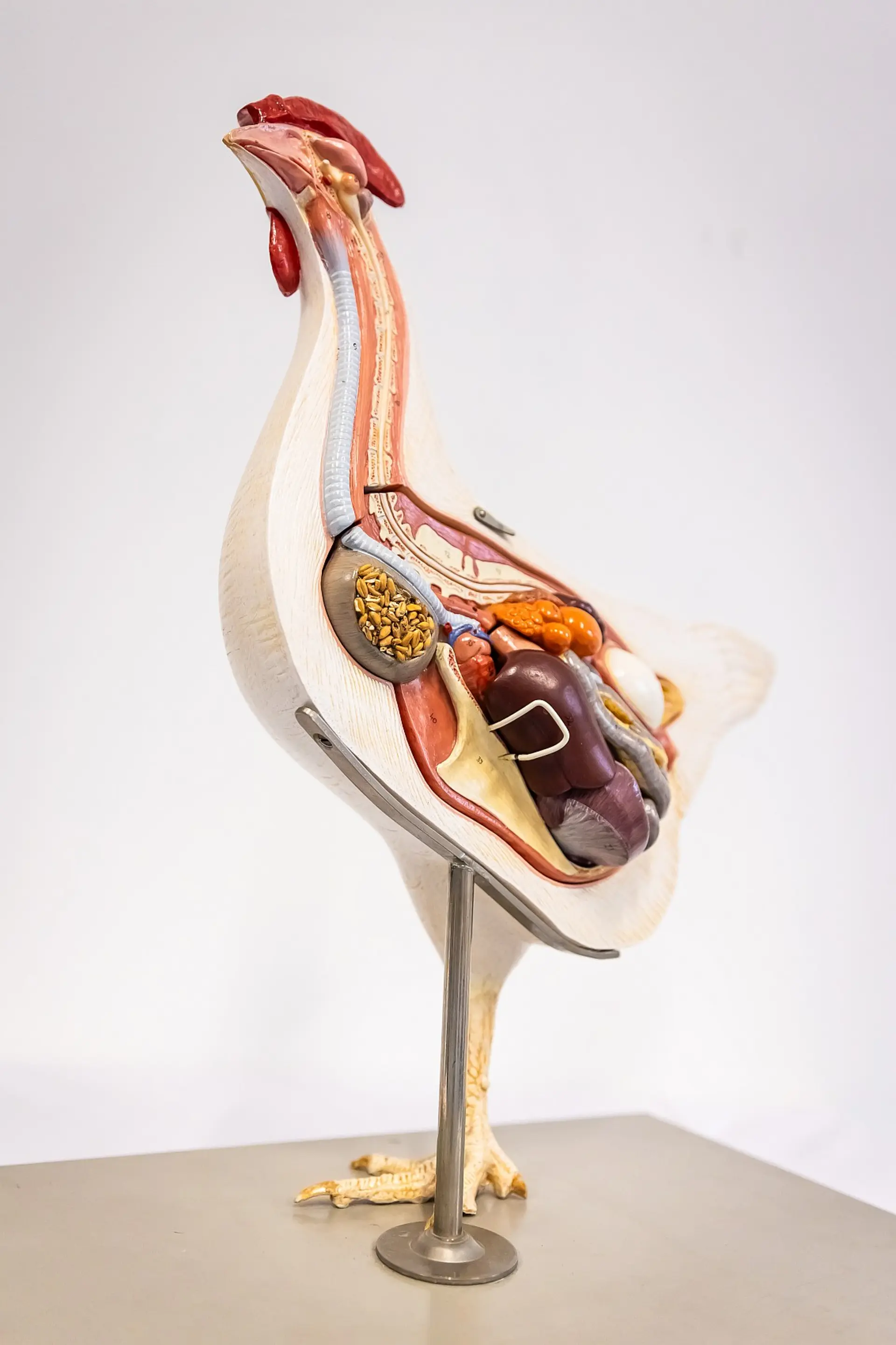 Ein detailliertes anatomisches Modell eines Huhns aus Plastik, das die inneren Organe zeigt. Das Modell ist der Länge nach halbiert, um Einblicke in das Verdauungssystem, die Atmungsorgane und andere innere Strukturen zu geben. Verschiedene Organe sind in unterschiedlichen Farben dargestellt und die Texturen der einzelnen Organe sind sehr realistisch. Es steht auf einem Metallständer, der seine Beine und Füße darstellt.
