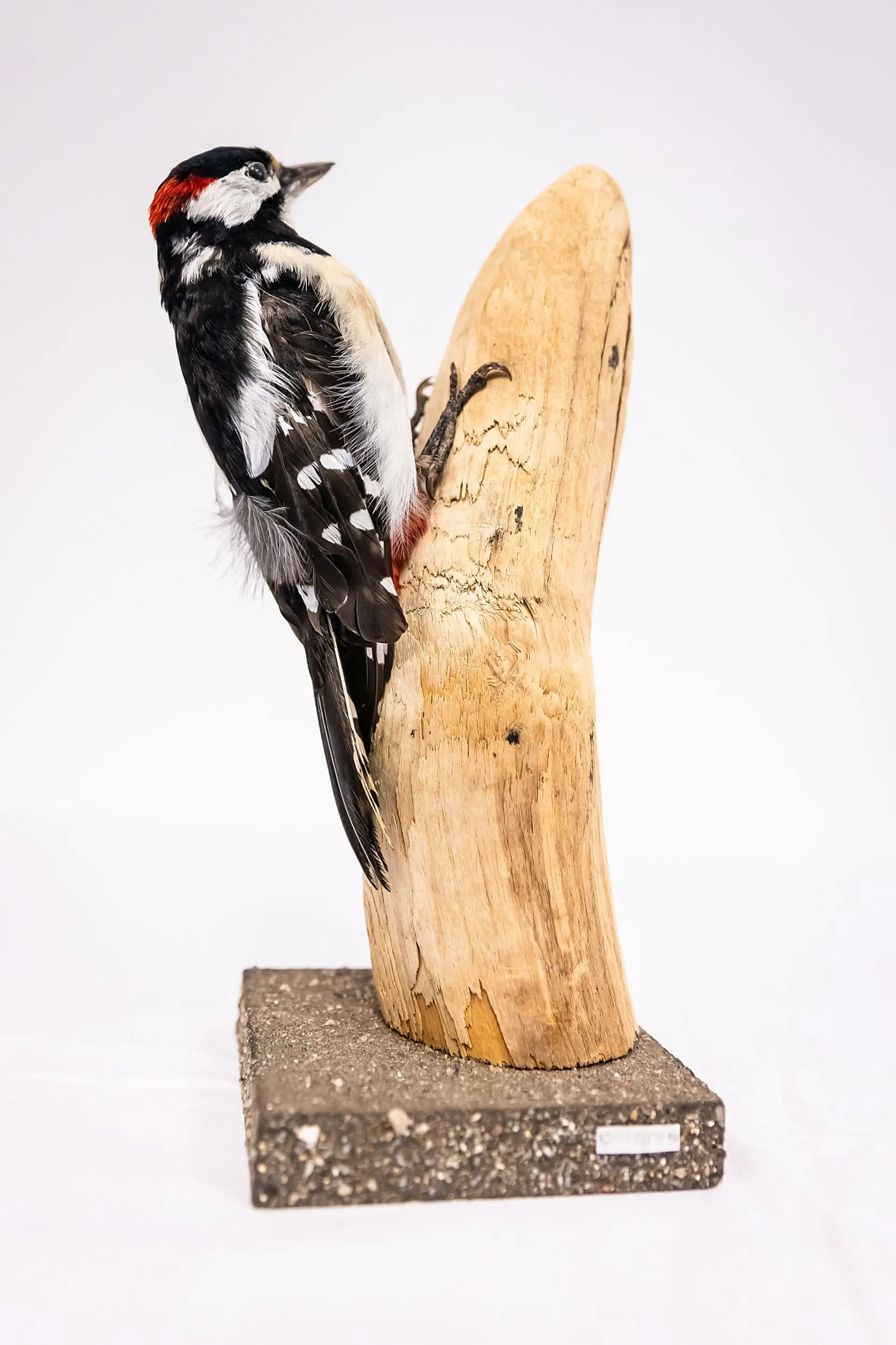 Ein präparierter Buntspecht, der an einem vertikalen Holzstumpf haftet. Der Vogel ist überwiegend schwarz-weiß gefiedert mit roten Akzenten am Kopf und unter dem Schwanz. Der Holzstumpf steht auf einem dunklen, rechteckigen Sockel mit einer kleinen Beschriftungstafel vorne.